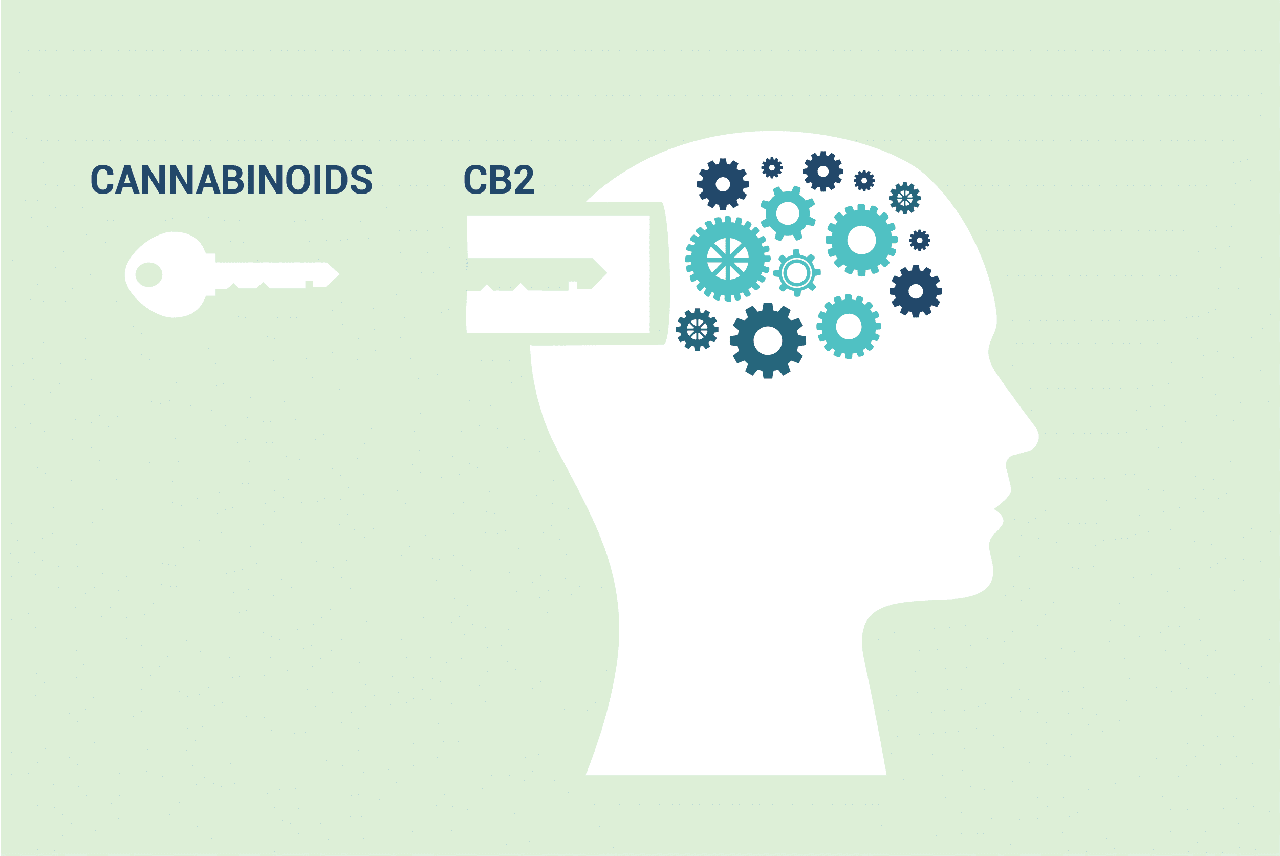 The CB2 receptor could mitigate cognitive dysfunctions after an operation